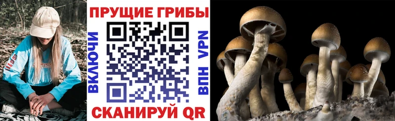 закладки Горбатов Псилоцибиновые грибы GOLDEN TEACHER